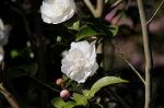 Dcim7606/DSC_3527
