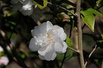 Dcim7606/DSC_3531
