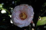 Dcim7606/DSC_3541