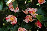 Dcim7606/DSC_3542