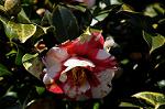 Dcim7607/DSC_3547