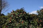 Dcim7607/DSC_3567