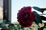 Dcim7609/DSC_3840
