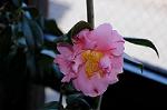 Dcim7609/DSC_3847