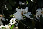 Dcim7609/DSC_3877