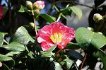 Dcim7609/DSC_3878