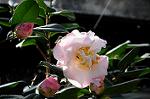 Dcim7609/DSC_3888