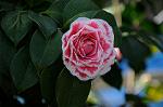 Dcim7609/DSC_3889