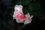 Dcim7609/DSC_3893