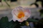 Dcim7609/DSC_3895