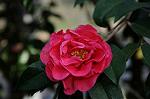 Dcim7609/DSC_3896