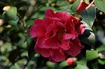 Dcim7609/DSC_3898