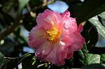 Dcim7609/DSC_3899