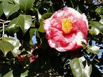 Dcim7612/DSC01581