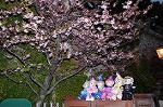 Dcim7645/DSC_6979