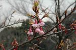 Dcim7661/DSC_3763