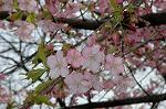 Dcim7661/DSC_3787