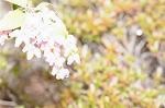 Dcim7662/DSC_8070