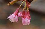Dcim7663/DSC_8139