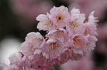 Dcim7663/DSC_8157