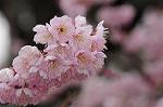 Dcim7663/DSC_8158