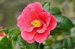 Dcim7663/DSC_8173