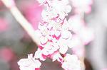 Dcim7663/DSC_8203