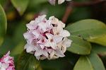 Dcim7663/DSC_8222