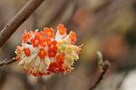 Dcim7663/DSC_8238