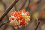 Dcim7663/DSC_8239