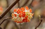 Dcim7663/DSC_8240