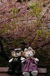 Dcim7682/DSC_9916