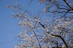 Dcim7721/DSC_3950