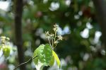 Dcim7756/DSC_6031