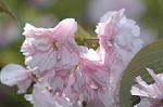 Dcim7756/DSC_6050