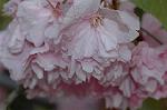 Dcim7756/DSC_6053