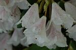 Dcim7756/DSC_6056