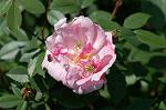 Dcim7756/DSC_6074