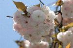 Dcim7756/DSC_6088