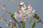 Dcim7756/DSC_6095