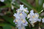Dcim7756/DSC_6096