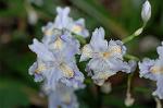 Dcim7756/DSC_6097