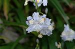 Dcim7756/DSC_6099