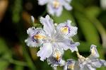 Dcim7756/DSC_6123
