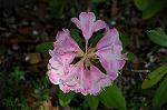 Dcim7757/DSC_8090