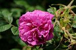 Dcim7893/DSC_0793