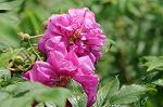 Dcim7893/DSC_0795