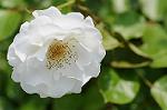 Dcim7894/DSC_0808