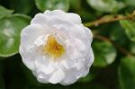 Dcim7894/DSC_0809