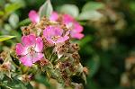Dcim7894/DSC_0826